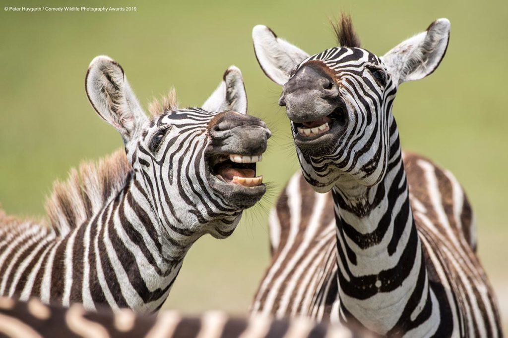 Comedy Wildlife Photography Awards 2019 Finalists - Conjour World Wildlife Photography
