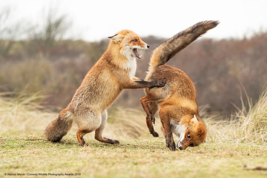 Comedy Wildlife Photography Awards 2019 Finalists - Conjour World Wildlife Photography
