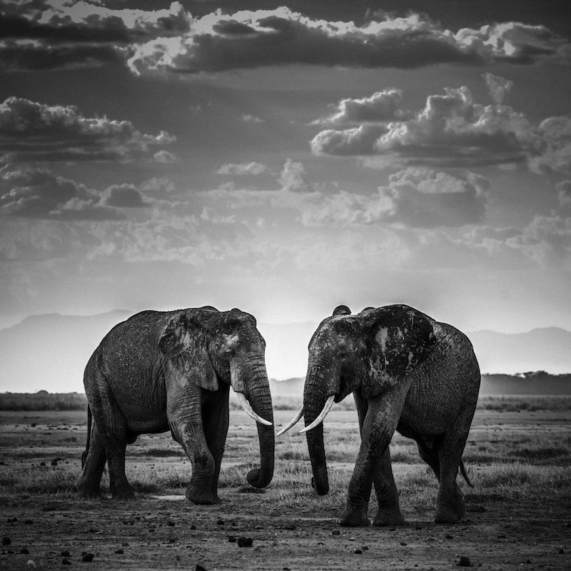 Laurent Baheux - Wild Africa - Wildlife Photography - Conjour
