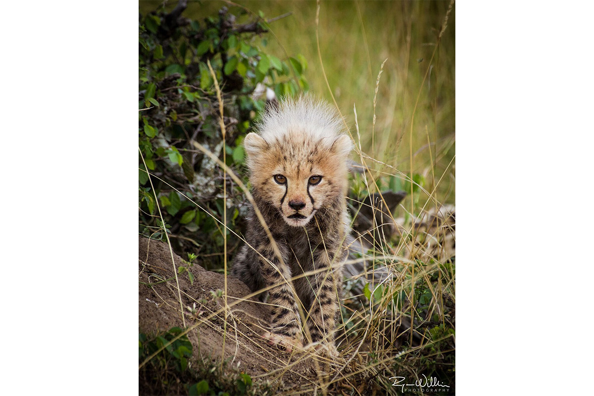 Cheetah Cub - Conjour Photography - Ryan Wilkie
