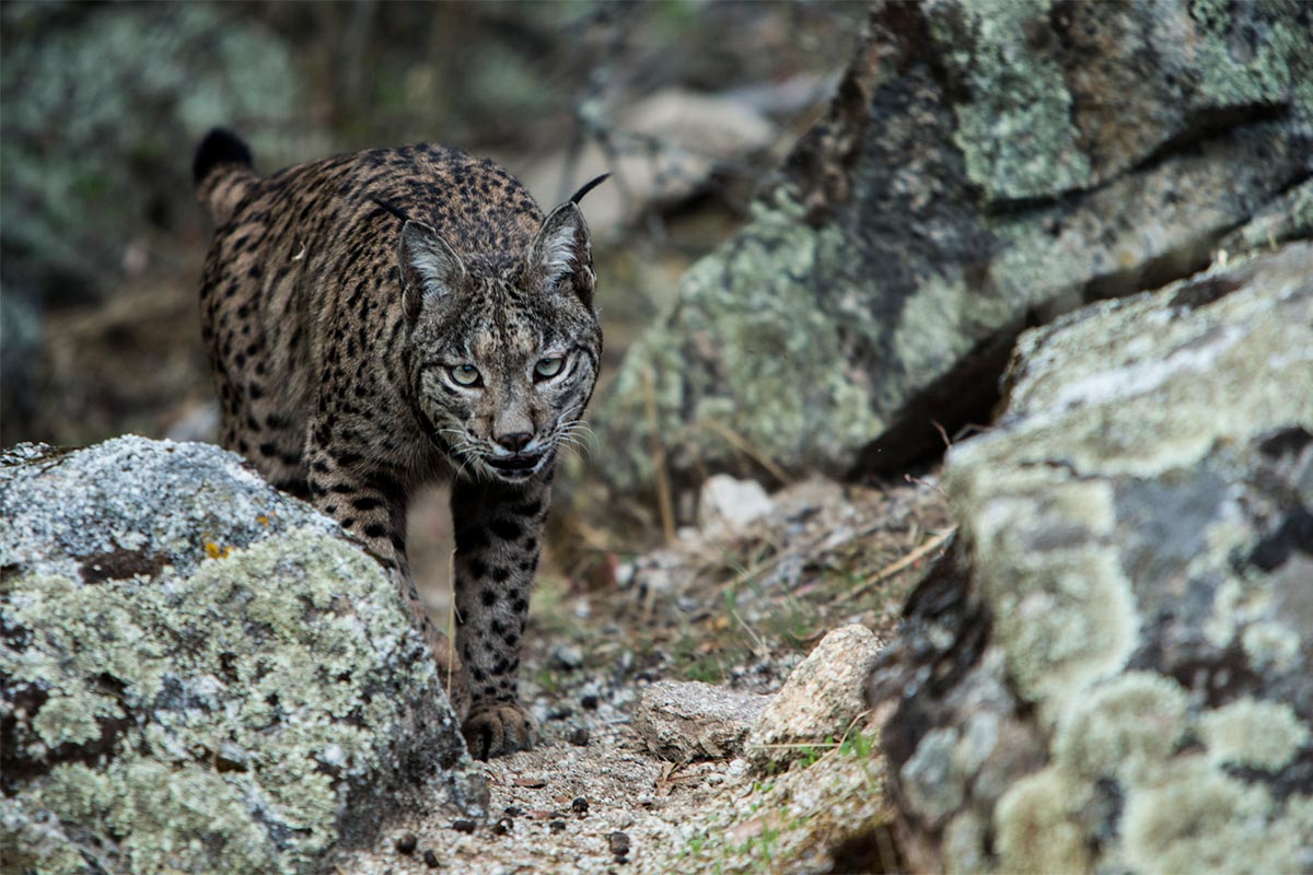 Luke Massey - Conjour - Iberian Lynx - Wildlife Photography - Feature