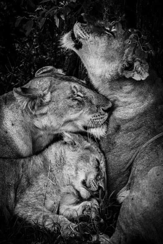 Laurent Baheux - Wild Africa - Wildlife Photography - Conjour
