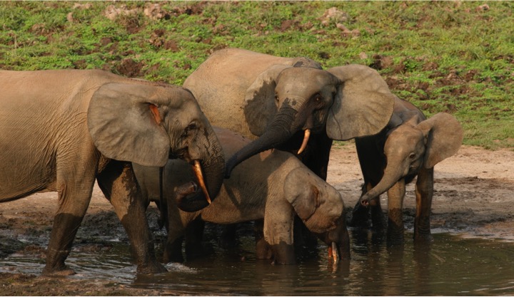 African Forest Elephant - Conjour Species Report