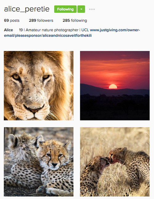 The Leopard Named Bwana - alice-peretie-instagram-screenshot