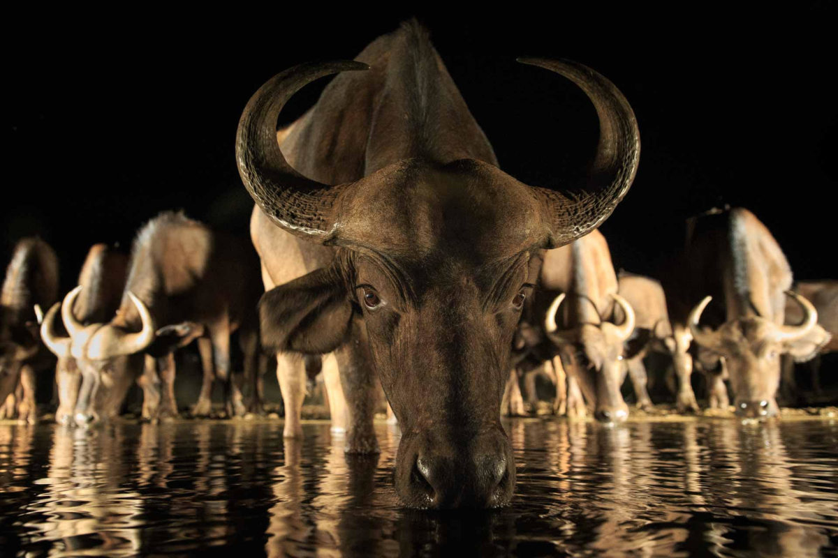 Andreas Hemb - Buffalo - Conjour Wildlife Photography