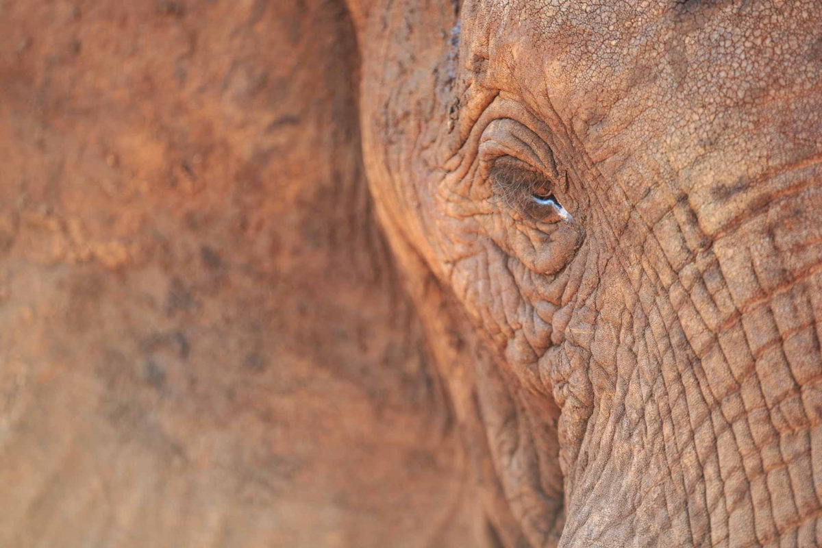 Elephant - Andreas Hemb - Conjour Wildlife Photography