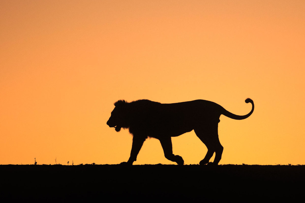 Lion - Andreas Hemb - Conjour Wildlife Photography
