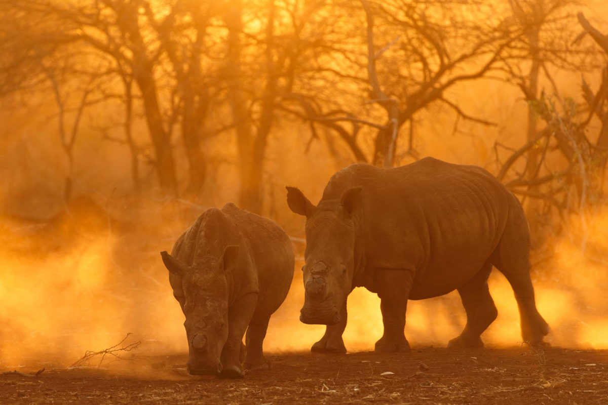 Rhinoceros - Andreas Hemb - Conjour Wildlife Photography