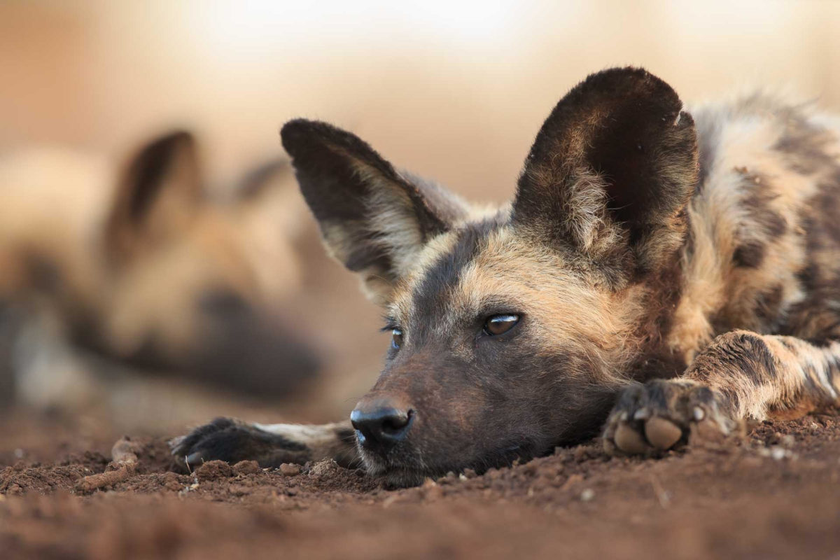 Wild dog - Andreas Hemb - Conjour Wildlife Photography