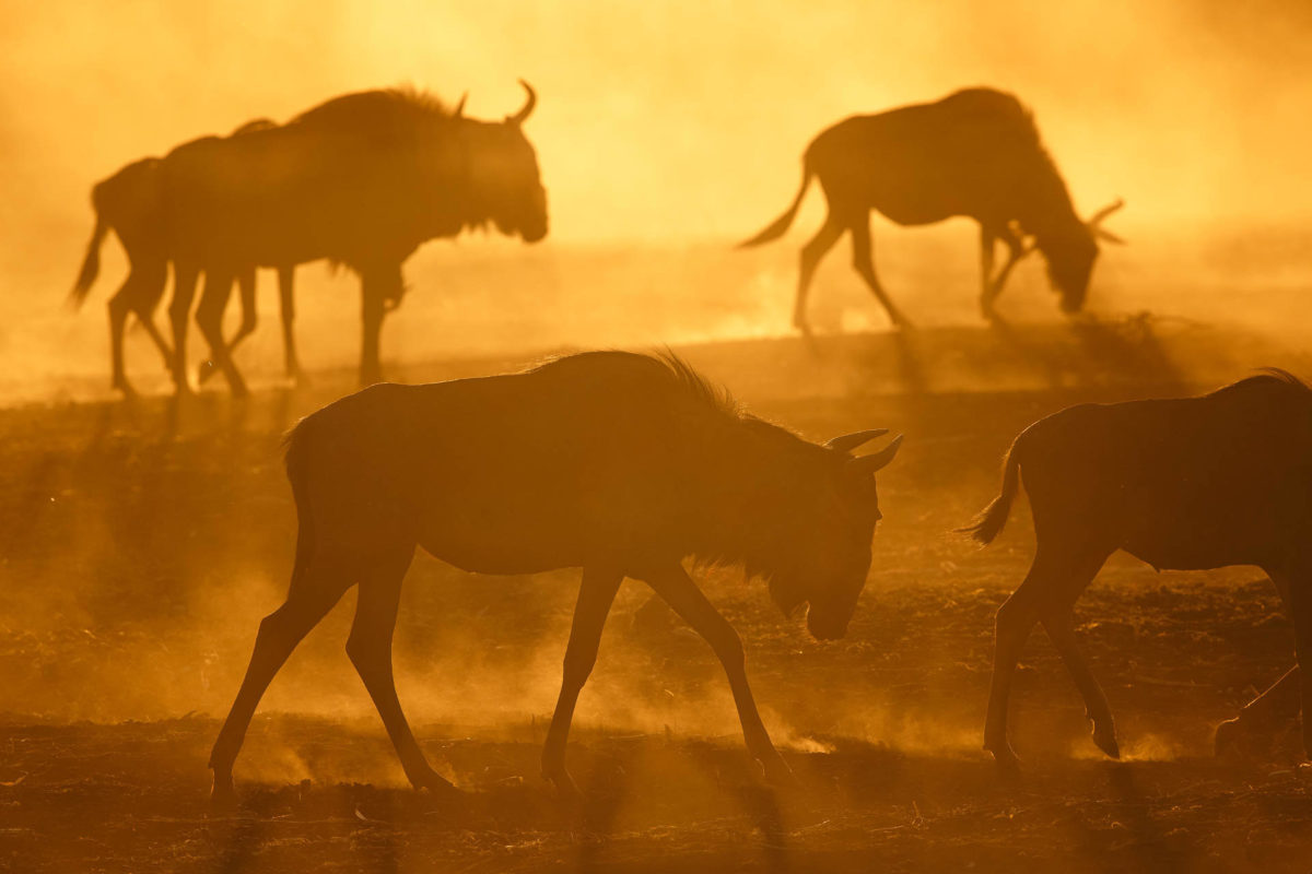 Andreas Hemb - Wildebeest - Conjour Wildlife Photography