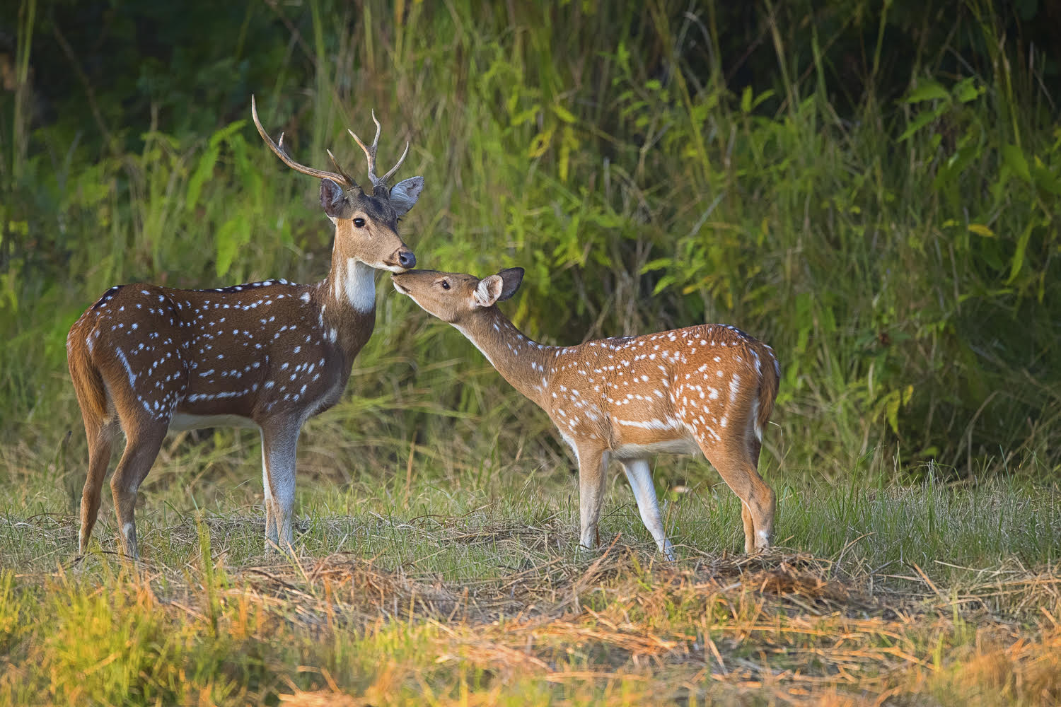 Spotted Deer - Courtesy of Fanny Lai and Bjorn Olesen