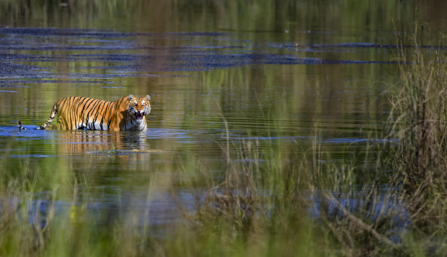 The elusive tiger - Courtesy of Fanny Lai and Bjorn Olesen