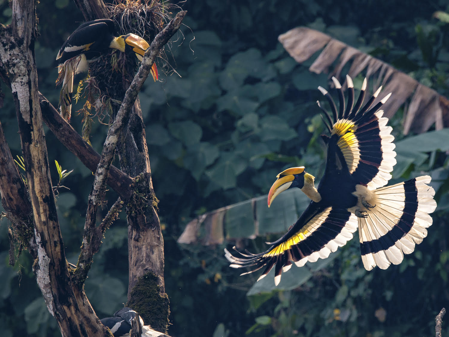 Birdlife: One of the many species of Hornbill featured in the book - Courtesy of Fanny Lai and Bjorn Olesen