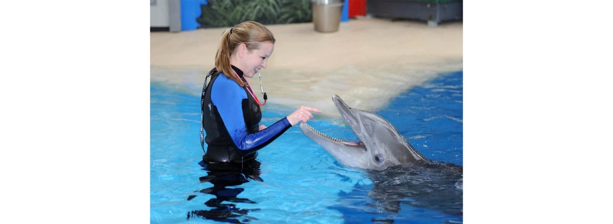 Dolphins - Brookfield Zoo Report - Conjour Zoology