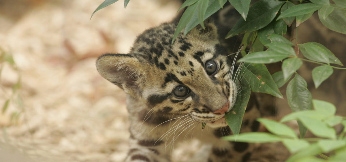 Clouded Leopard cub - Panthera - Conjour