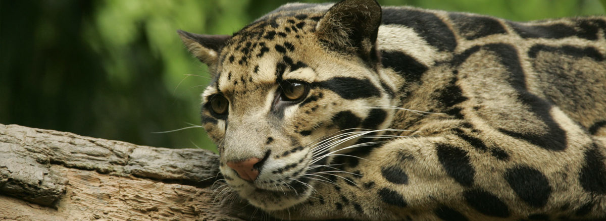 Clouded Leopard - Panthera - Conjour