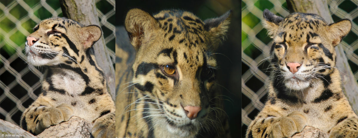 Clouded leopards - Panthera - Conjour