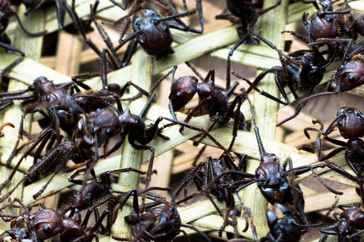 Conjour - Amazon Tribe - Stinging Ants - Deforestation - 1