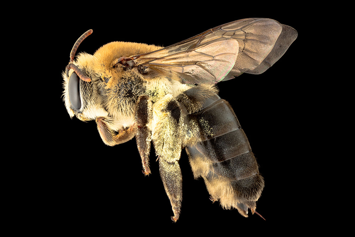 Conjour - Bees of Australia - Book Review - Bee Species - James Dorey - CSIRO - Macrophotography