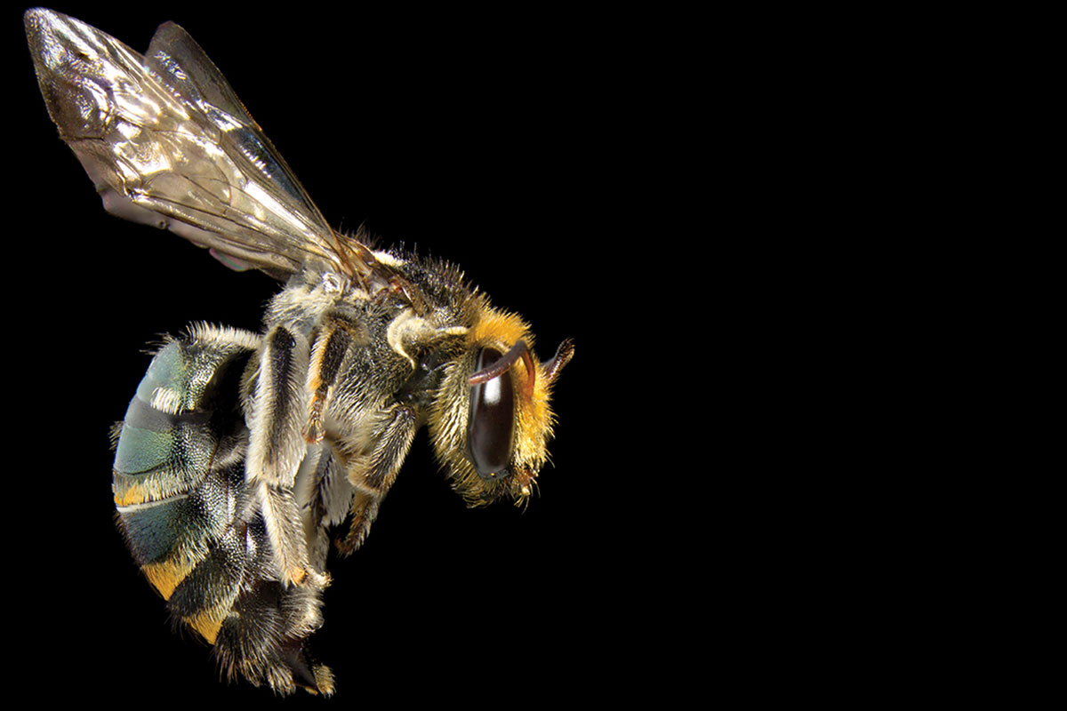Conjour - Bees of Australia - Book Review - Bee Species - James Dorey - CSIRO - Macrophotography
