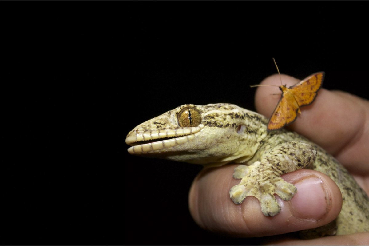 Conjour - Hoja Nueva - Gecko and Moth
