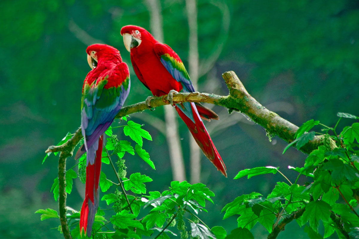 Conjour - Hoja Nueva - Macaws