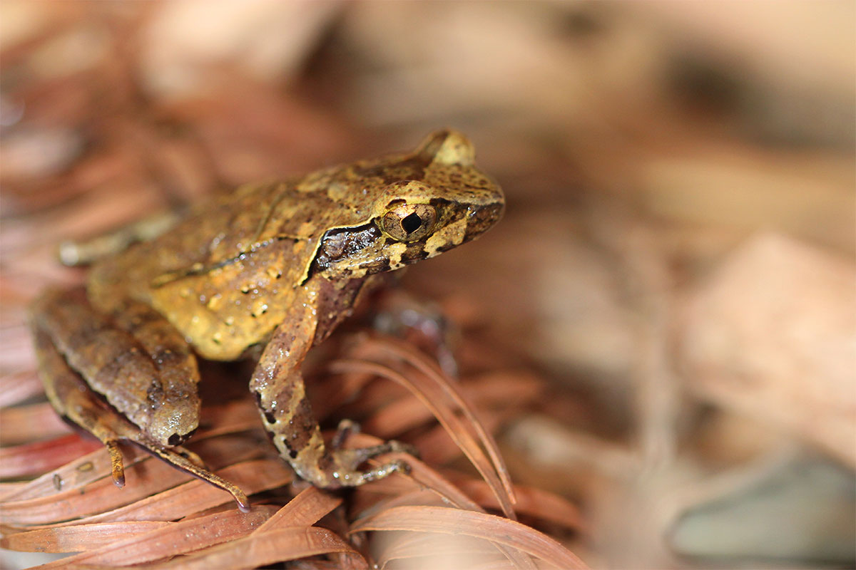 Conjour - New frog species - Hoang Lien horned frog
