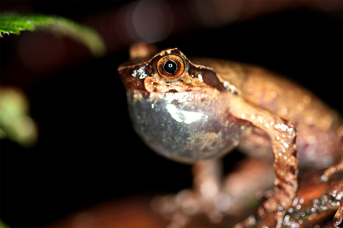 Conjour - New frog species - Mount Fansipan horned frog