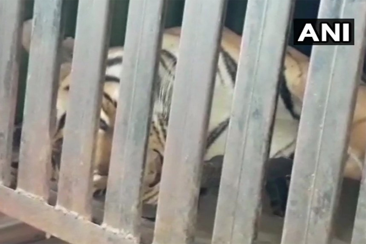 Conjour - Tiger - Avni killed - Maharashtra India