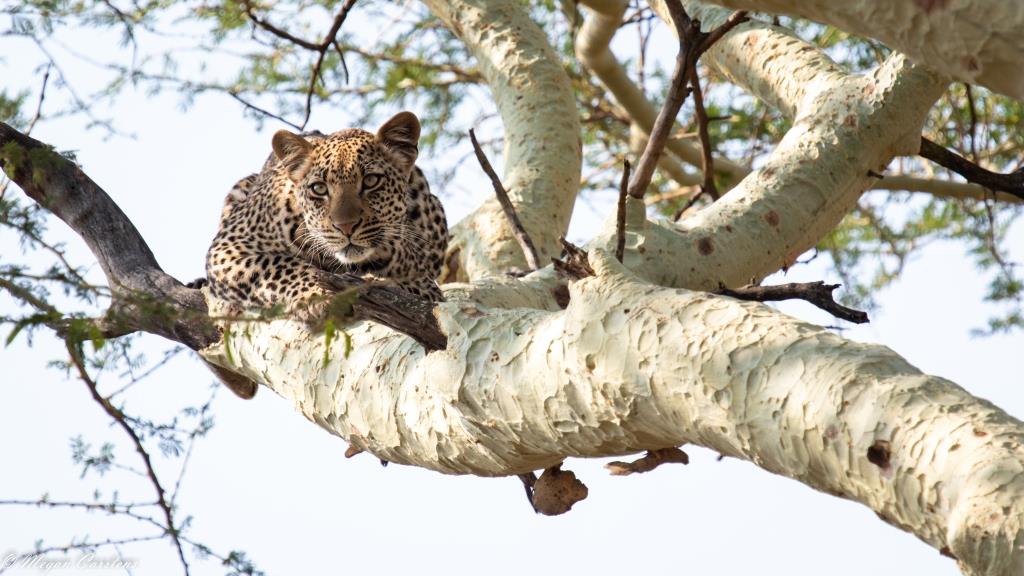Conjour - Wildlife Photography - Megan Carstens - Conservation Photography - Female Leopard in Tree
