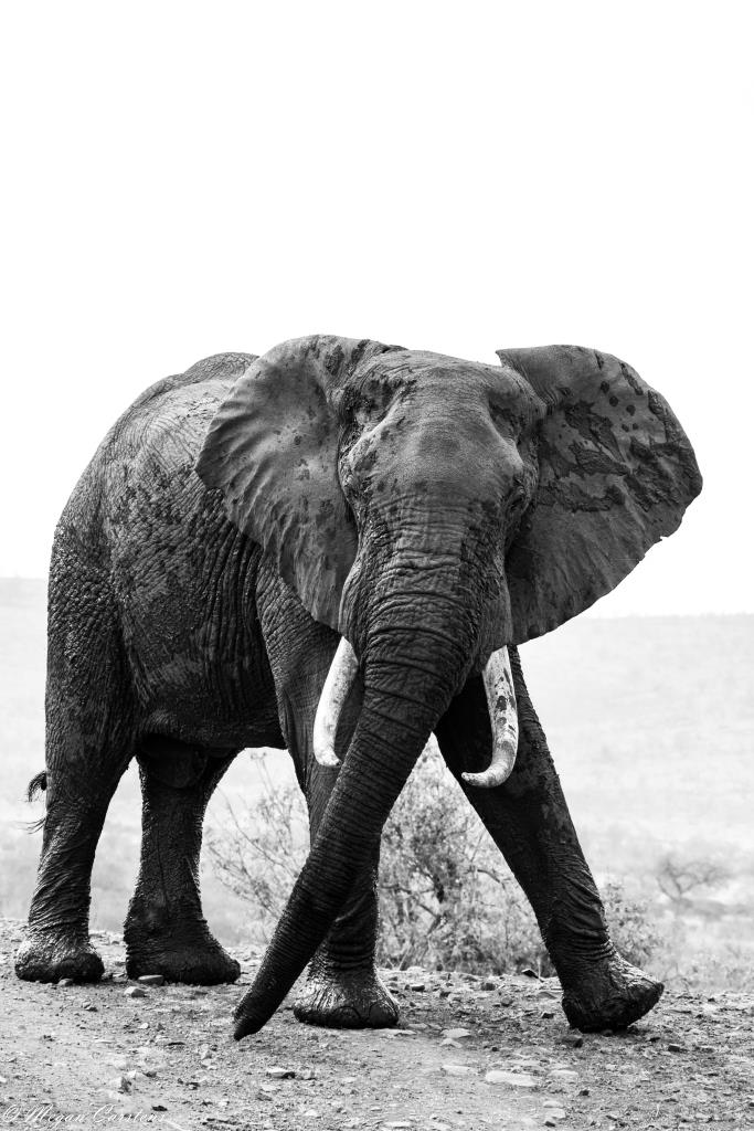 Conjour - Wildlife Photography - Megan Carstens - Conservation Photography - Aggressive Elephant