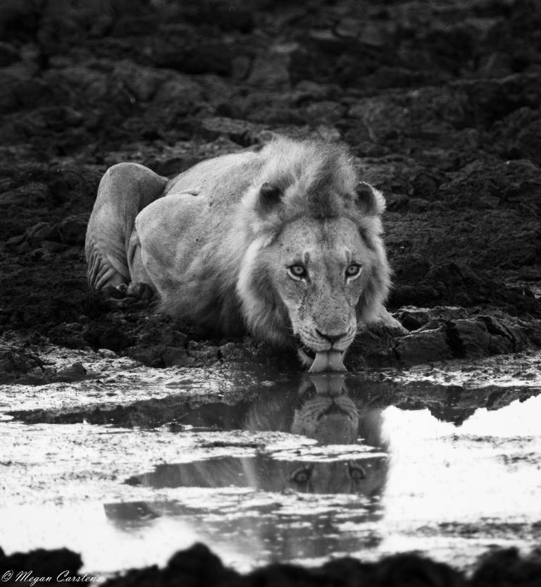 Conjour - Wildlife Photography - Megan Carstens - Conservation Photography - Lion Drinking