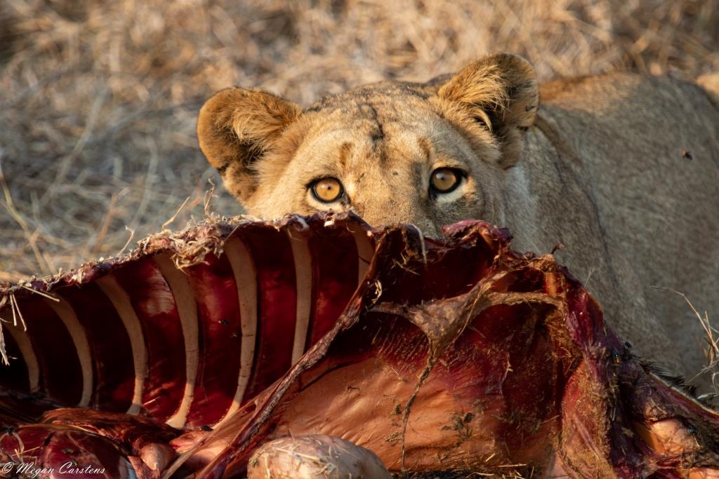 Conjour - Wildlife Photography - Megan Carstens - Conservation Photography - Lioness Eating