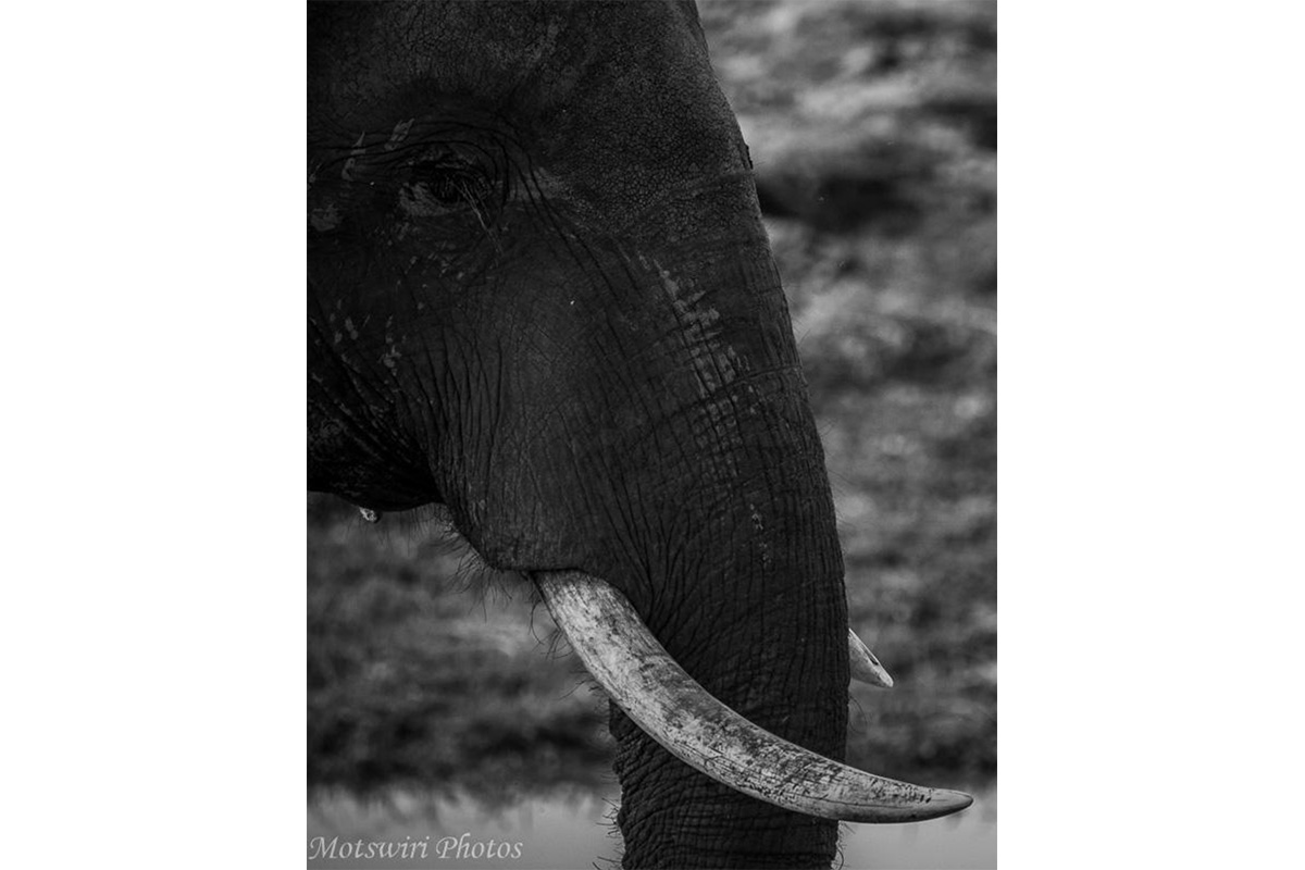 Conjour Wildlife Photography - Motswiri Photography - Elephant
