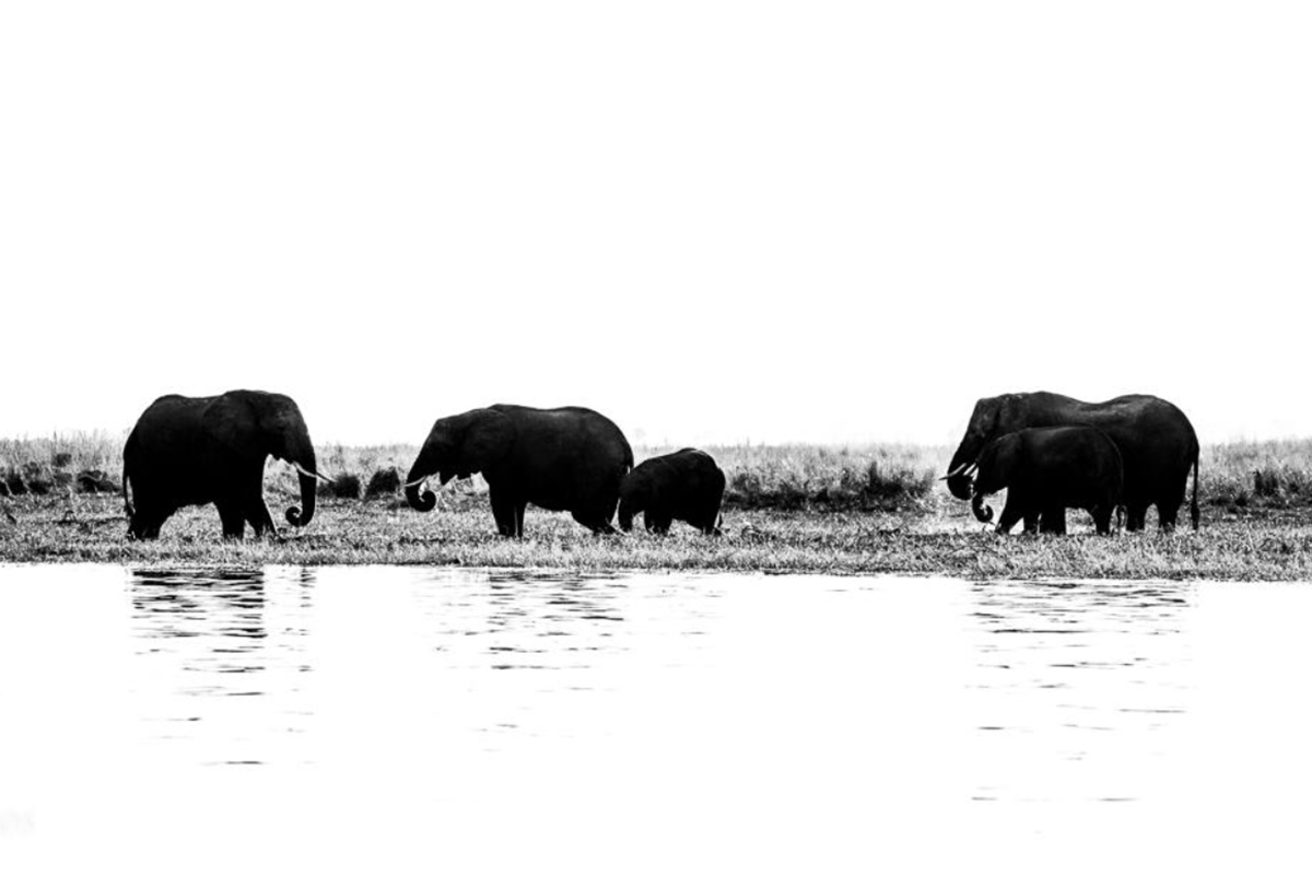 Conjour Wildlife Photography - Motswiri Photography - Elephant
