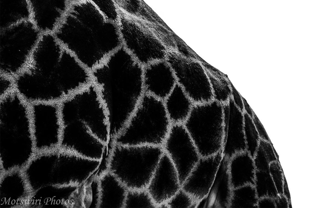 Conjour Wildlife Photography - Motswiri Photography - Giraffe