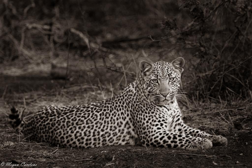 Conjour - Wildlife Photography - Megan Carstens - Conservation Photography - Female leopard