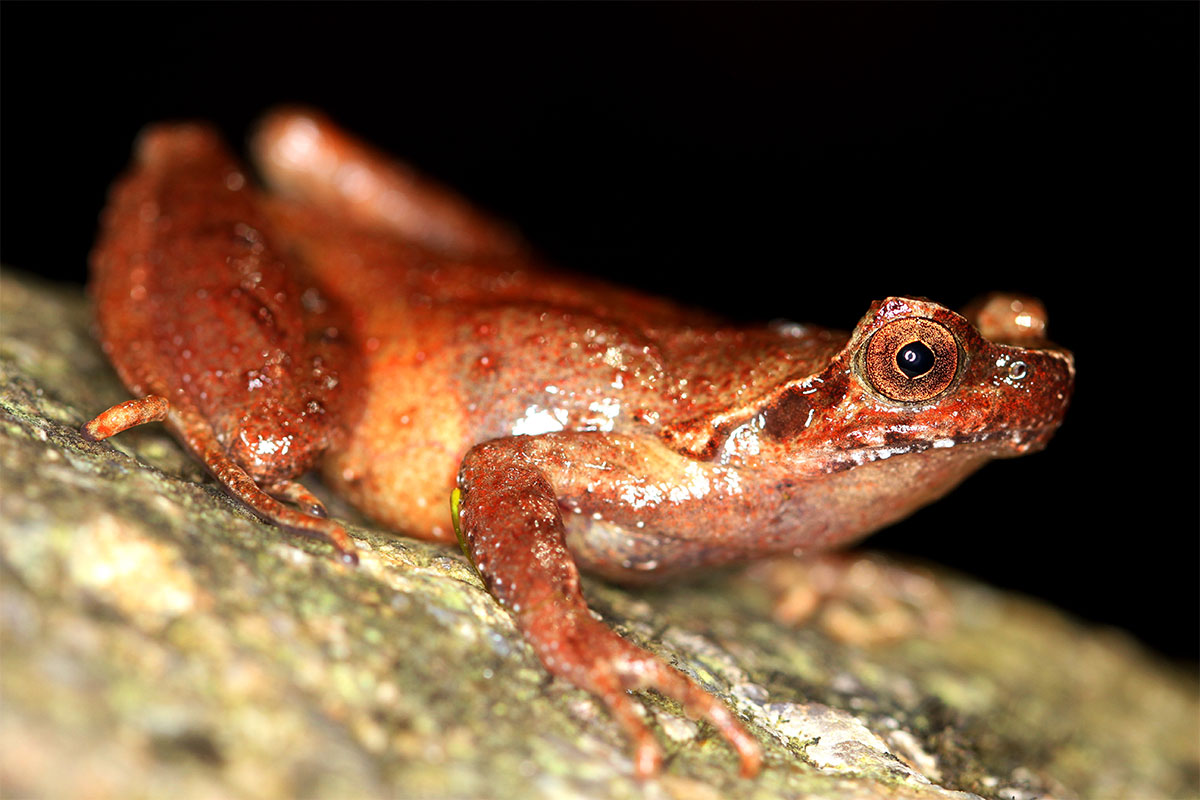 Conjour - New frog species - Mount Fansipan horned frog