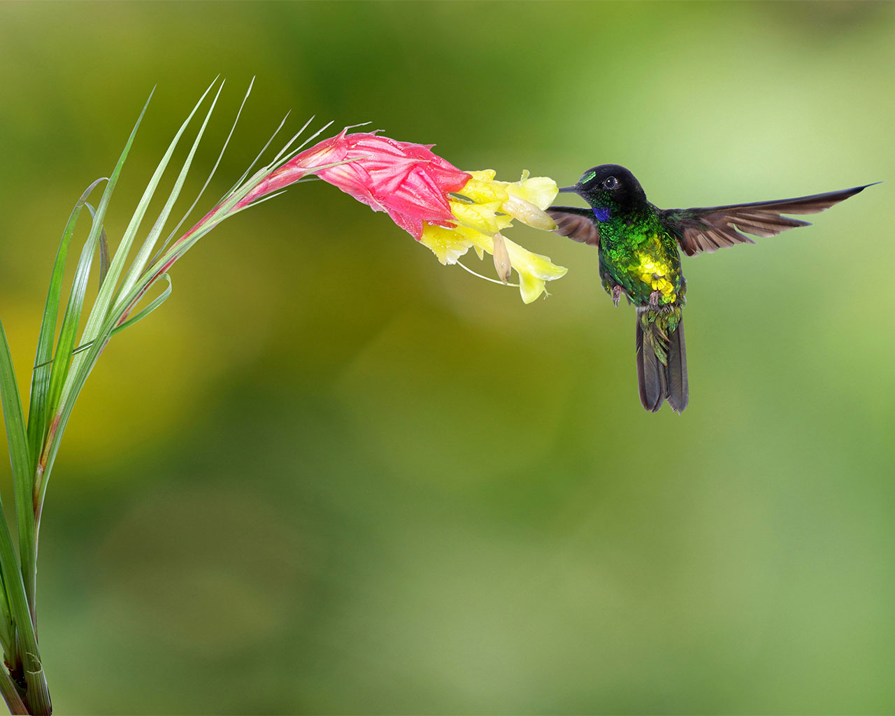 Dusky starfronlet hummingbird - half earth study - conjour