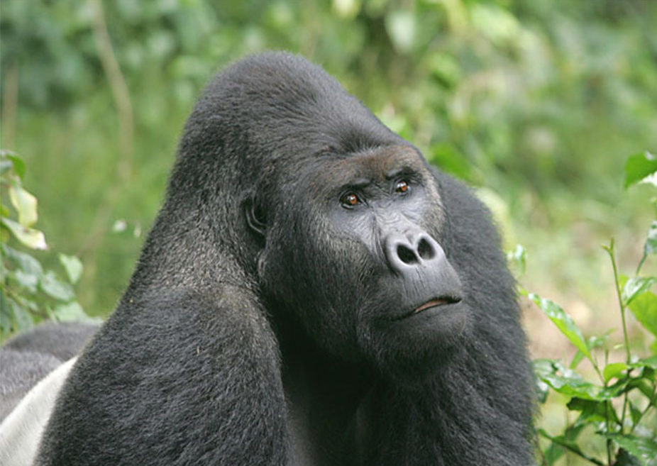 Eastern Lowland Gorilla - Grauers Gorilla - Conjour Species Conservation Report