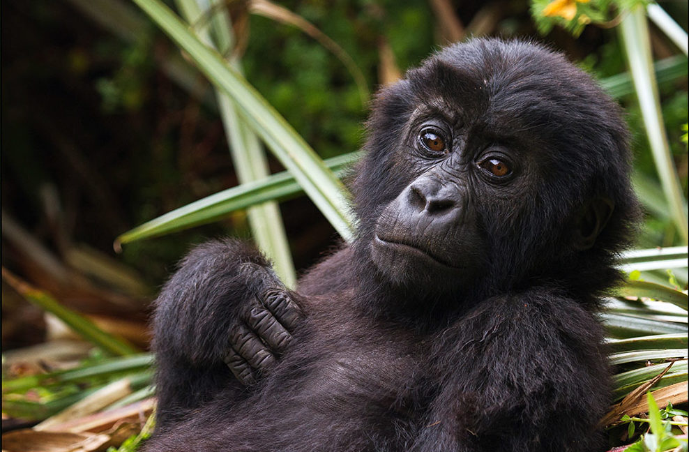 Eastern Lowland Gorilla Baby Monkey - Grauers Gorilla - Conjour Species Conservation Report