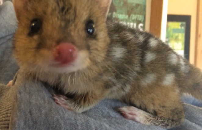Eastern Quoll - In Situ Update - Conjour Conservation Work III
