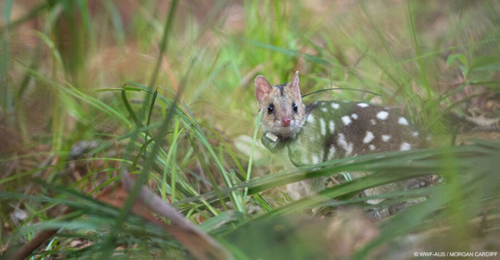 Eastern quolls are back from extinction - Eastern quoll reintroduction - Conjour In Situ Update - Feature