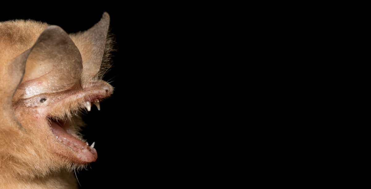 Greater cuban funnel-eared bat - ZSL - Conjour Species Conservation Report