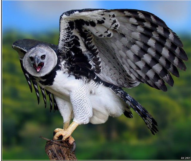 Harpy Eagle - Conjour Species Report