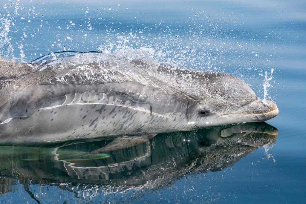 Highly Commended - Bottlenose Dolphin by Charlie Phillips - The Mammal Society - Mammal Photography Competition 2020 - All Winners and Commendations - Conjour World - Animals Have Stories