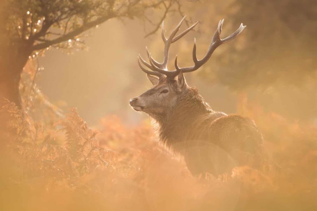 Highly Commended - Deer Stag Bushy by Becca Fulcher - The Mammal Society - Mammal Photography Competition 2020 - All Winners and Commendations - Conjour World - Animals Have Stories