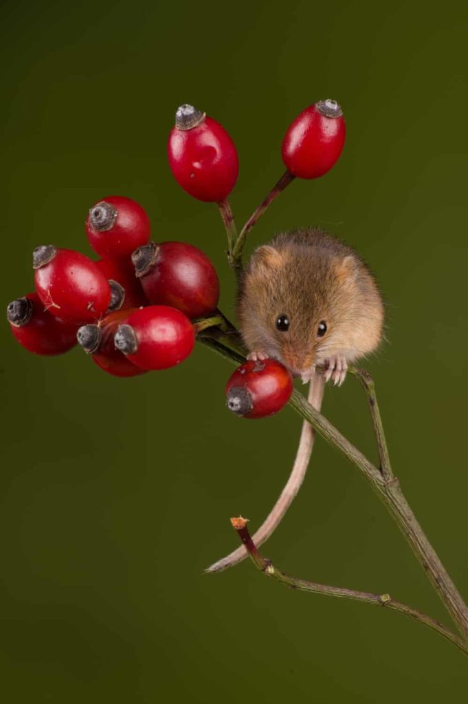 Highly Commended - Harvest Mouse Rosehip by Sarah Butcher - The Mammal Society - Mammal Photography Competition 2020 - All Winners and Commendations - Conjour World - Animals Have Stories