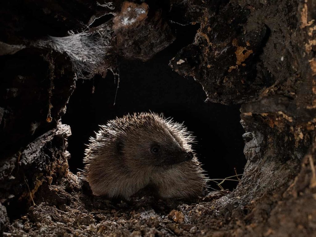 Highly Commended - Hedgehog Exploring a Log by Cate Barrow - The Mammal Society - Mammal Photography Competition 2020 - All Winners and Commendations - Conjour World - Animals Have Stories