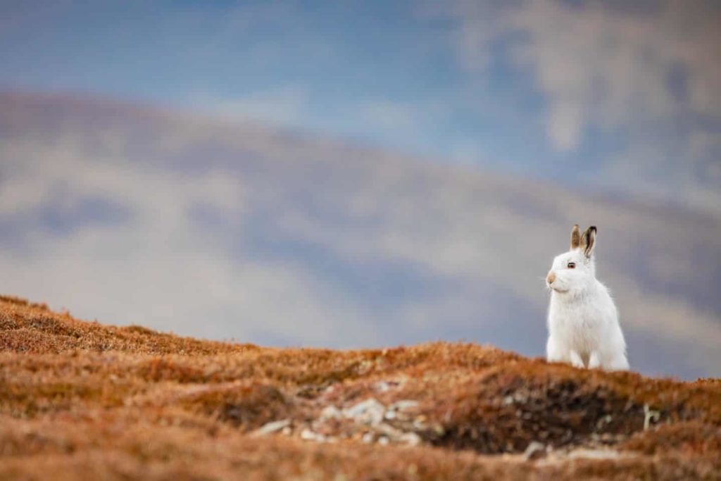 Highly Commended - Mountain Hare Cairngorms by Sorcha Lewis - The Mammal Society - Mammal Photography Competition 2020 - All Winners and Commendations - Conjour World - Animals Have Stories